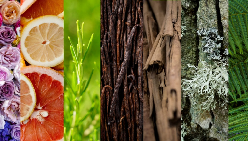 Florale, boisée, orientale… Quelle famille olfactive vous correspond ?